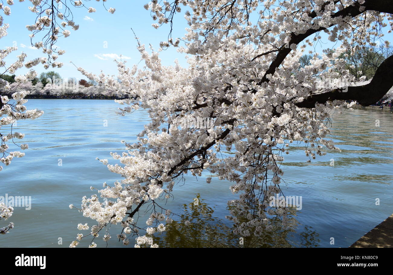 Cherry Blossoms on the Tidal Basin - National Cherry Blossom Festival ...
