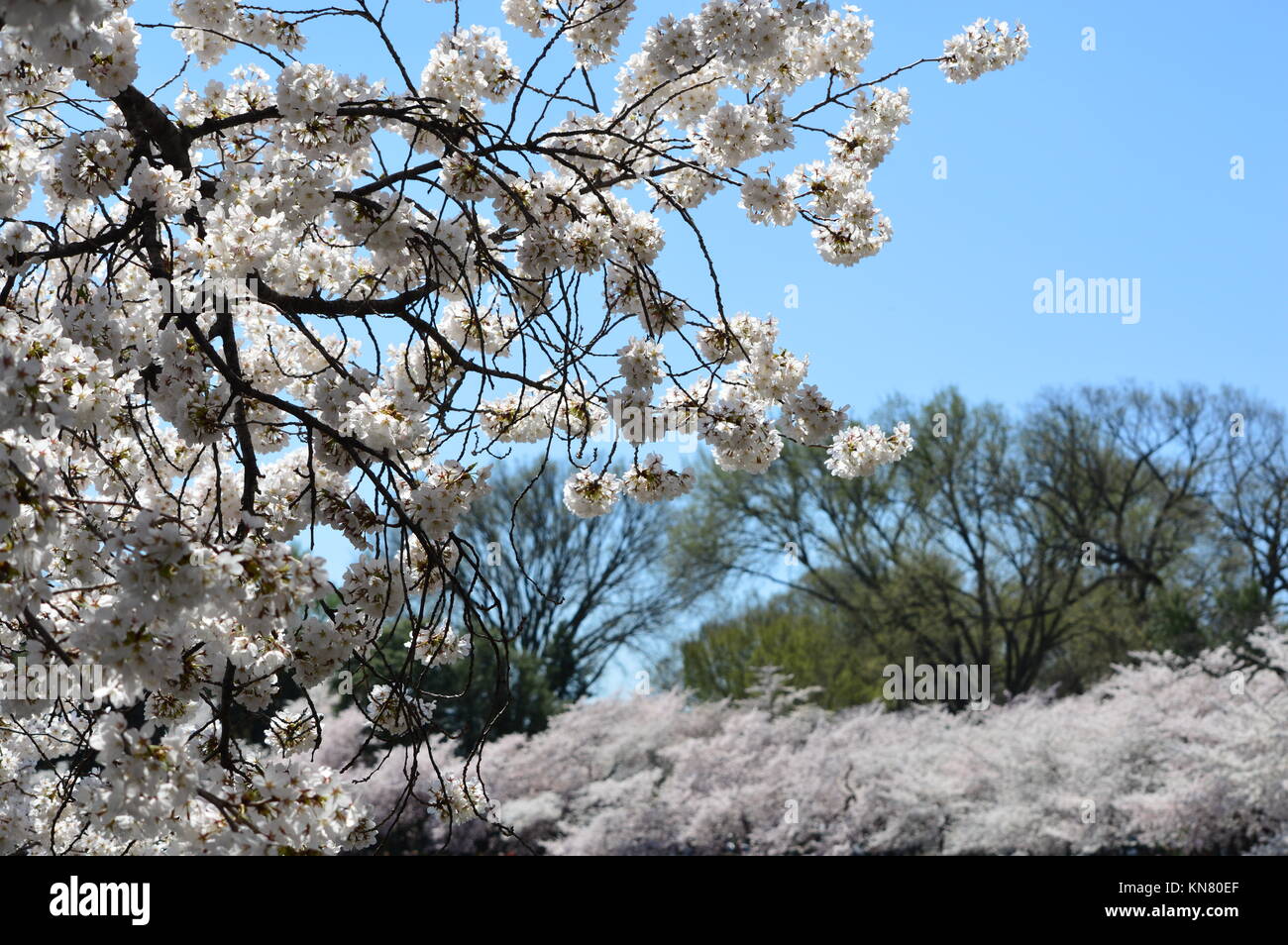 Growing Cherry Blossoms Stock Photo Alamy