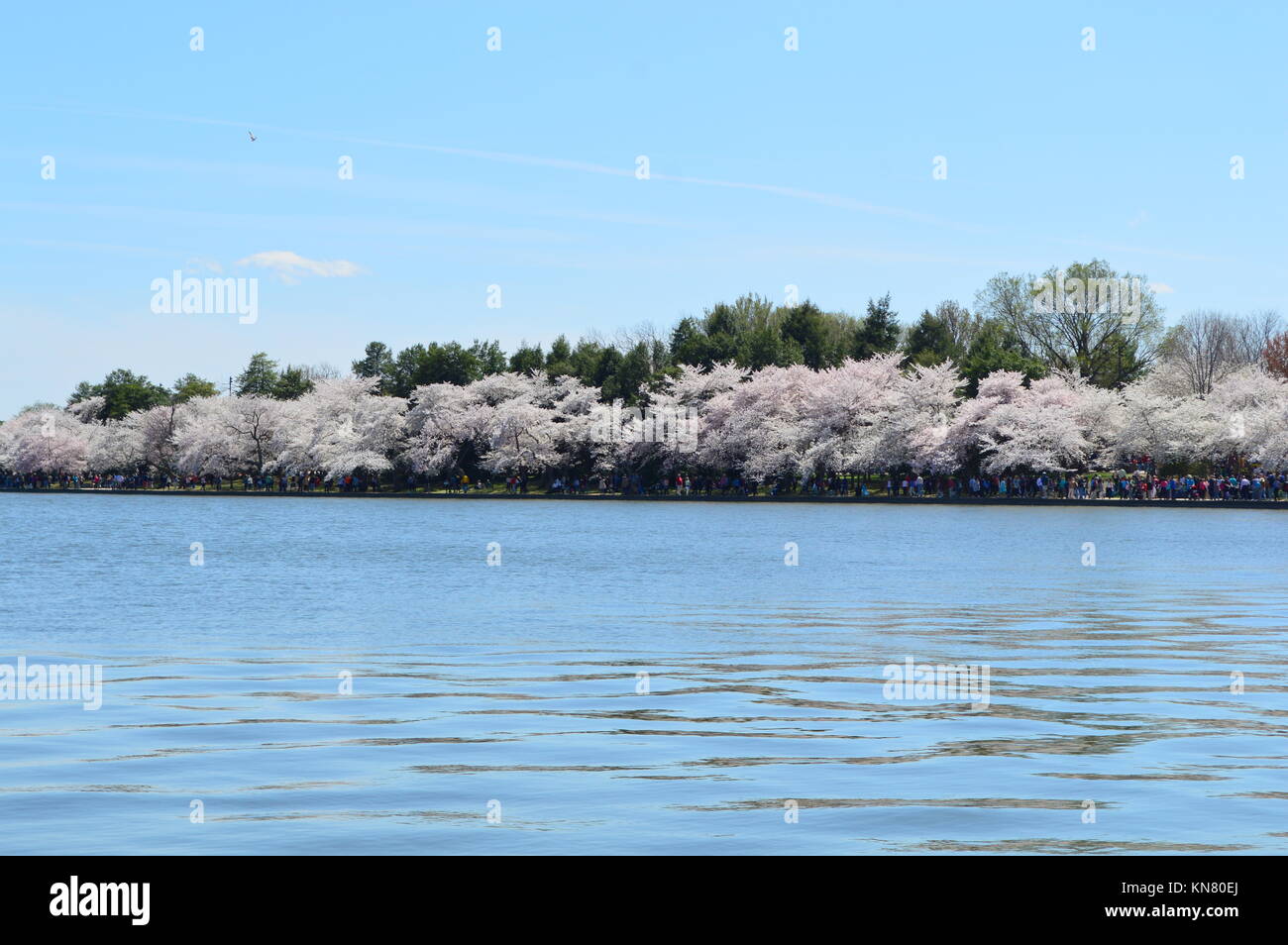 The cherry trees in full bloom Stock Photo - Alamy