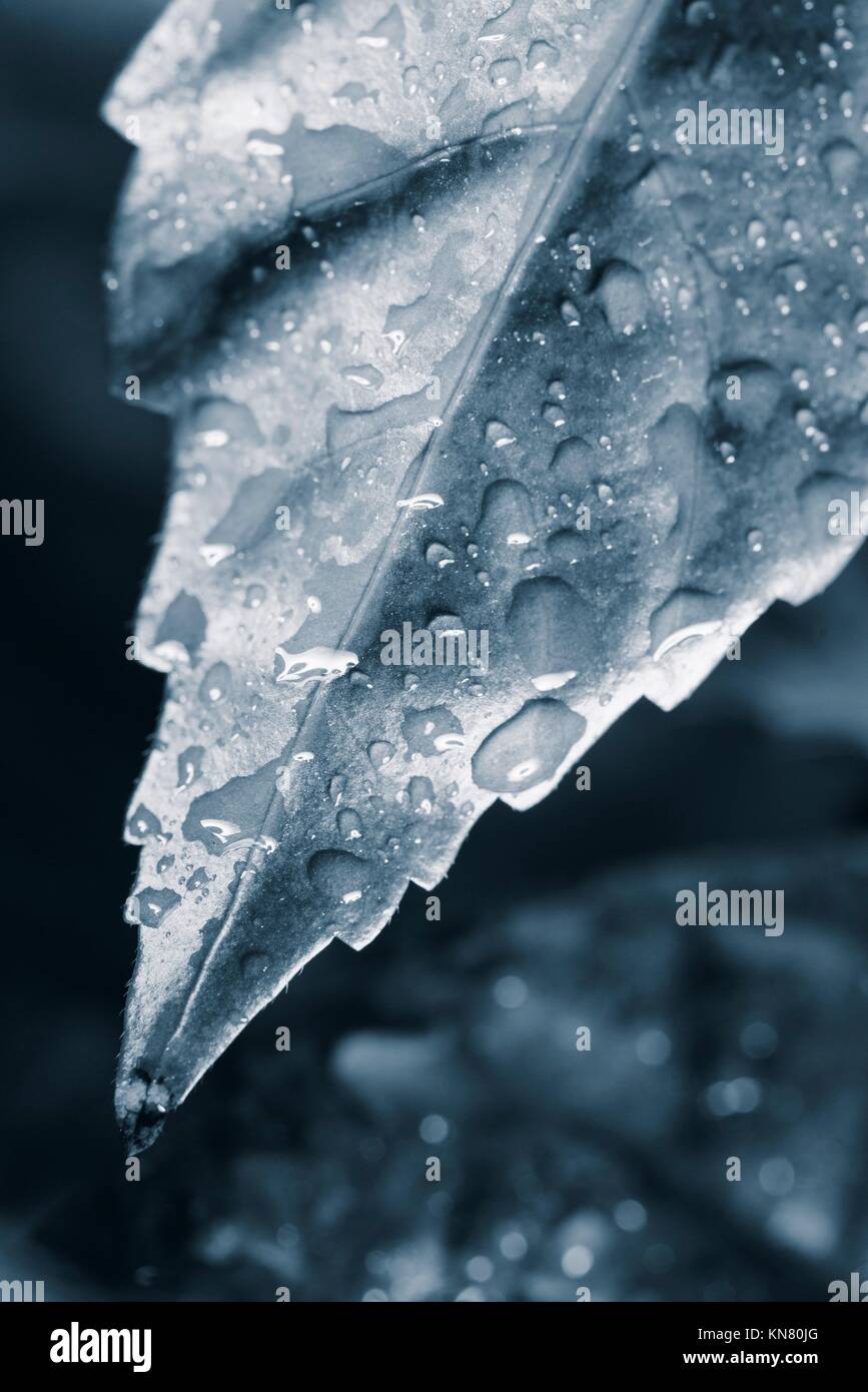 Nature detail. Fresh green leaves with drops of water. Symbol of freshness, life and ecology. Stock Photo