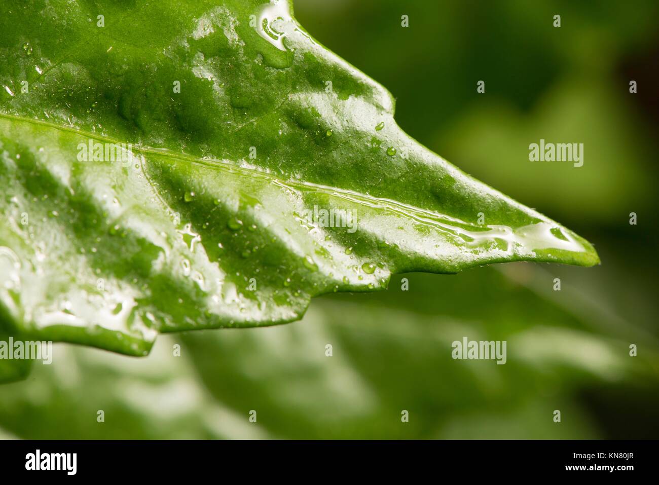 Nature detail of fresh green hibiscus leaf with water drops. Concept of freshness, growth and eco awareness. Stock Photo
