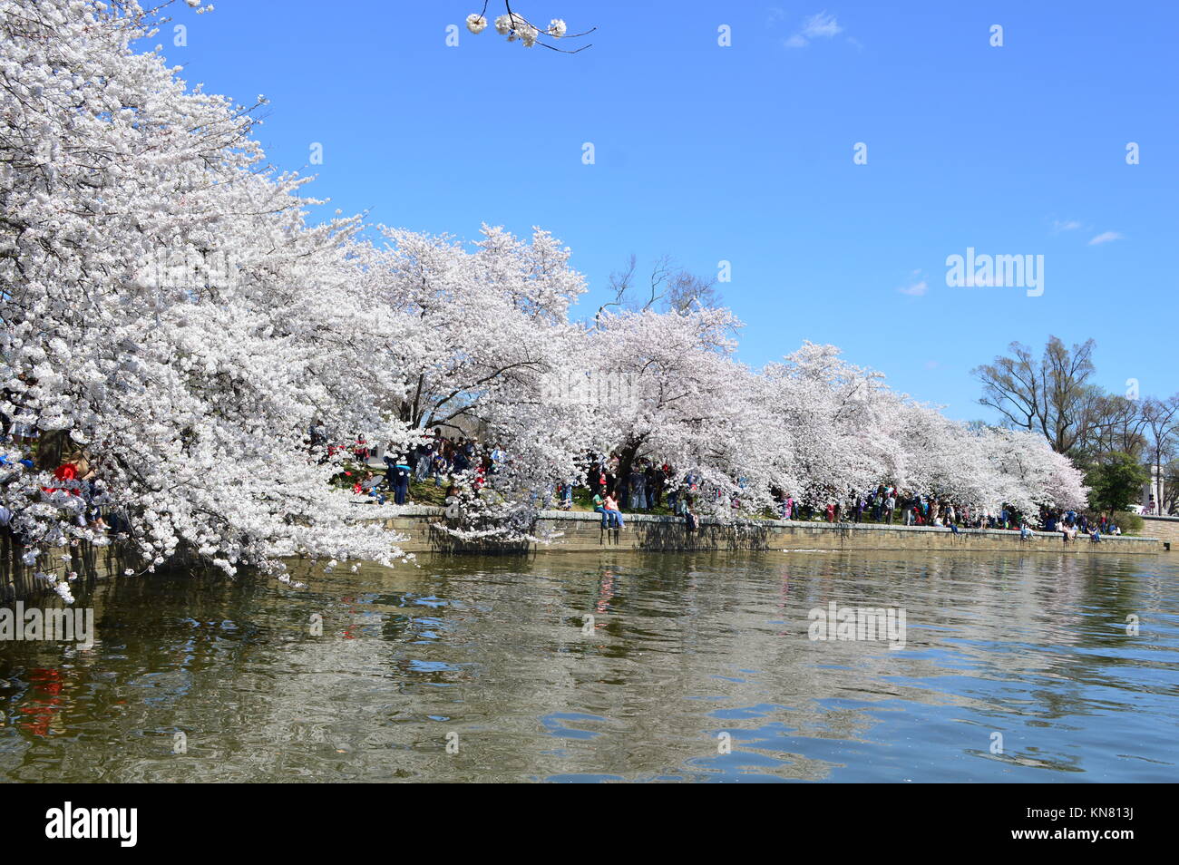 Cherry Blossoms on the Tidal Basin - National Cherry Blossom Festival ...