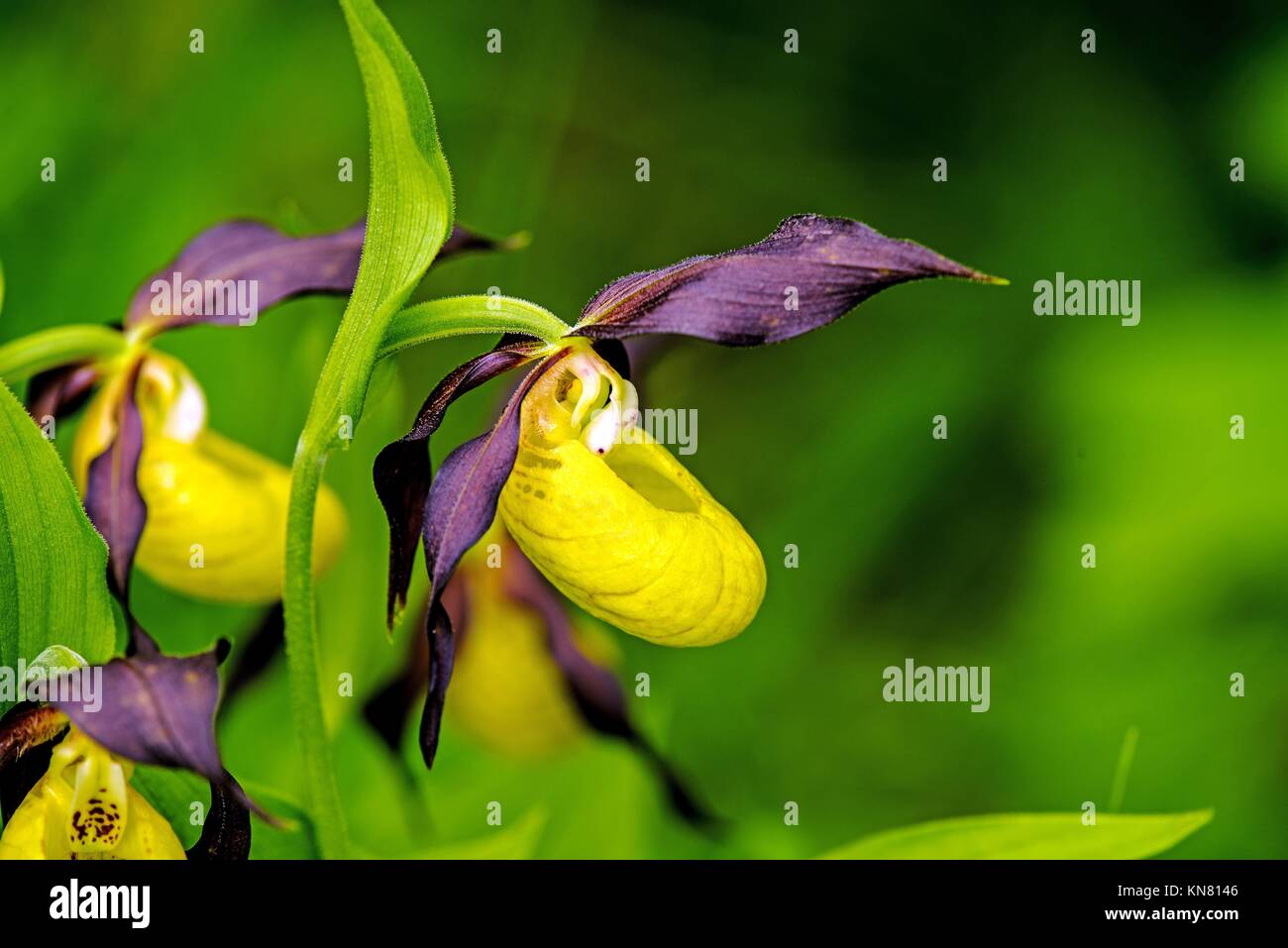 yellow and purple lady slipper