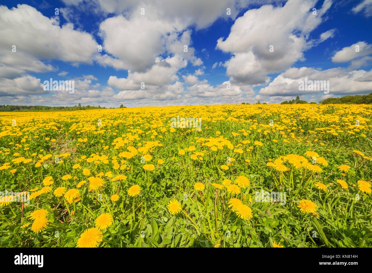 Dandelion field blossoming with beautiful sky clouds, Russia, Moscow region Stock Photo