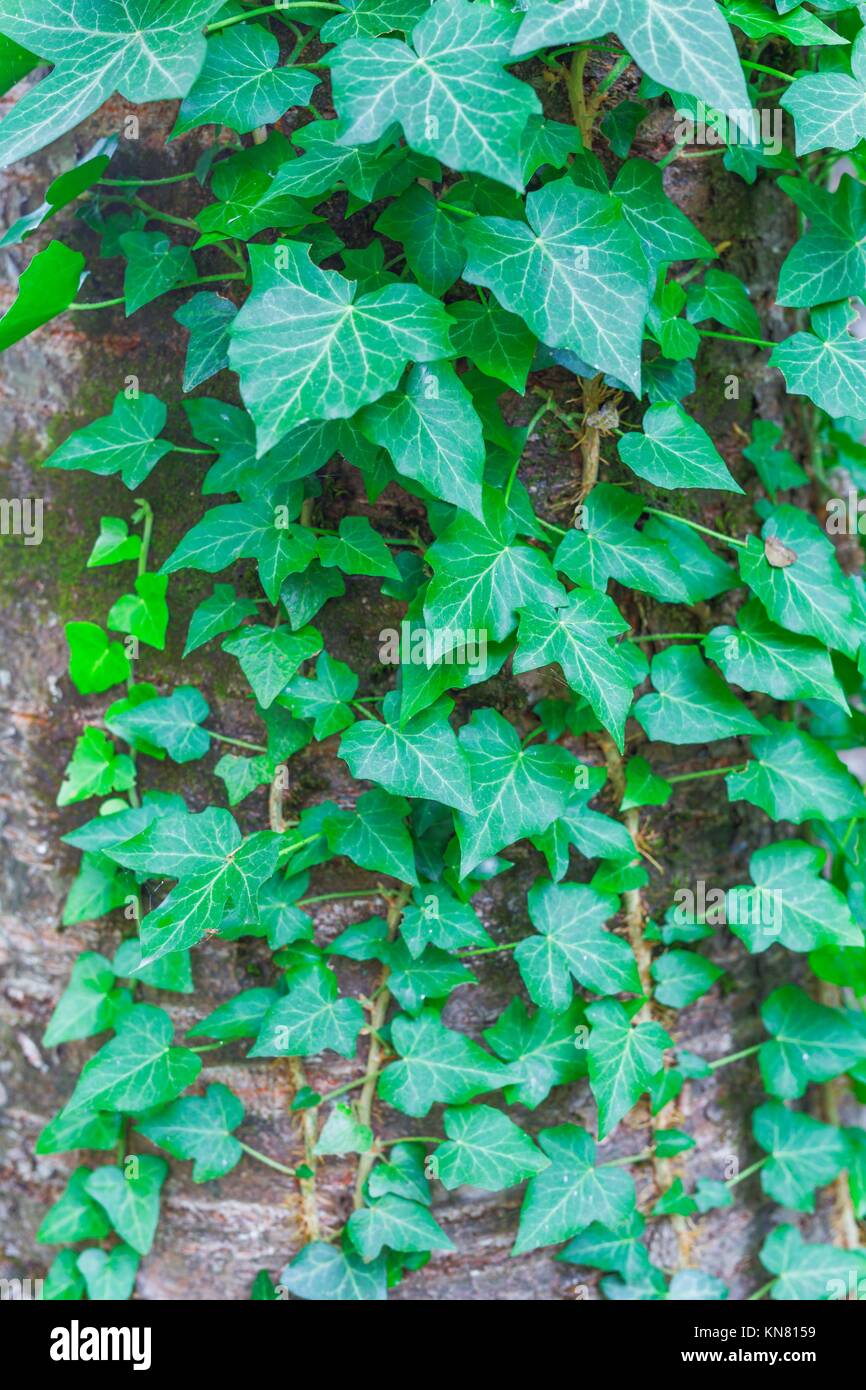 Old tree bark texture with green plant. Stock Photo