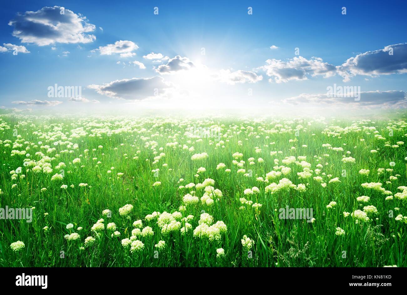 Field of white flowers and green grass in spring. Stock Photo