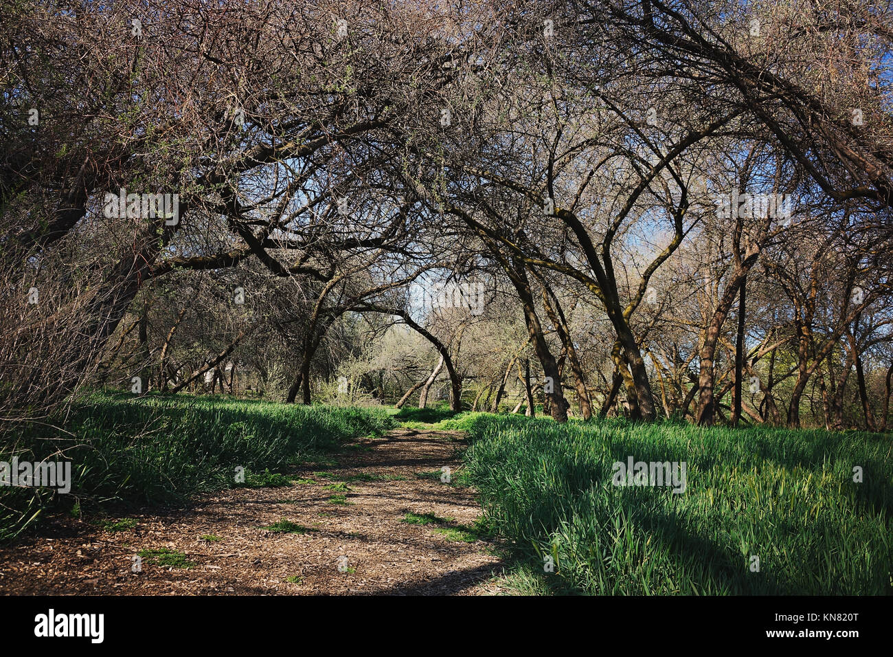 Where fairy tales are made,a pathway through Wilson Creek Park in Nampa Idaho, United States