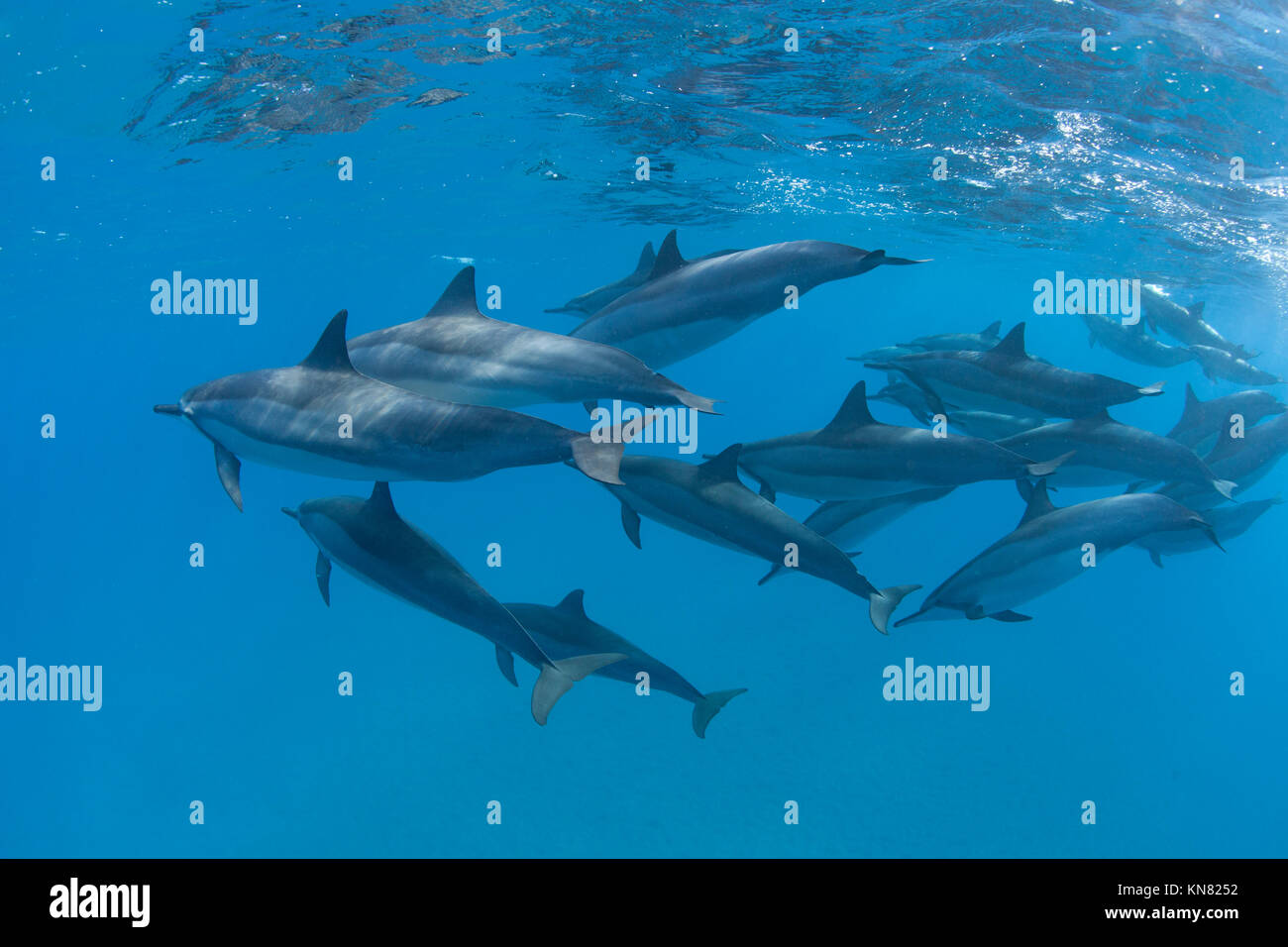 Pod of spinner dolphins swim in clear water at Makena, Maui, Hawaii. Stock Photo