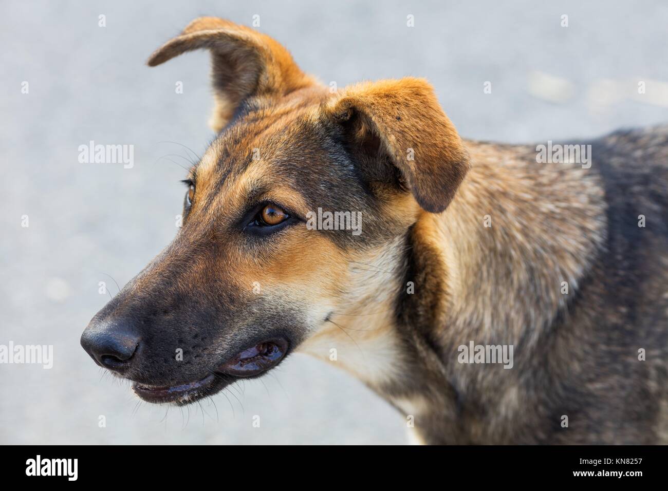 Head of domestic dog on natural background. Stock Photo