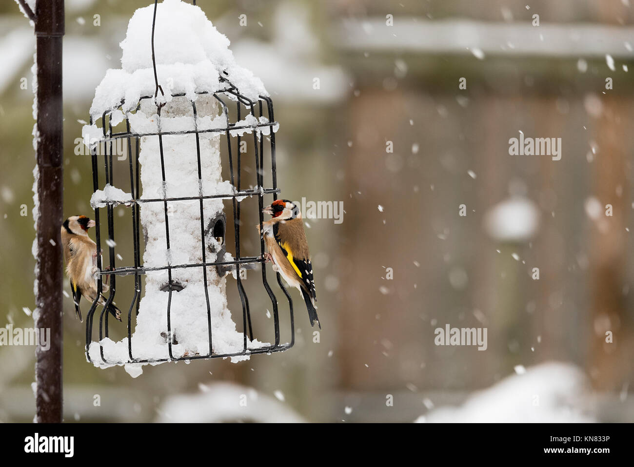 Warwickshire, UK. 10th Dec, 2017. Winter Snow Storm Weather, Warwickshire, UK. 10th December 2017. Common British birds feeding on a bird feeder in a house hold garden. Credit: 79Photography/Alamy Live News Stock Photo