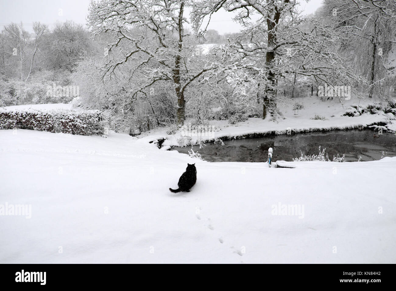 A black Norwegian Forest cat ventures out of the house to drink from a