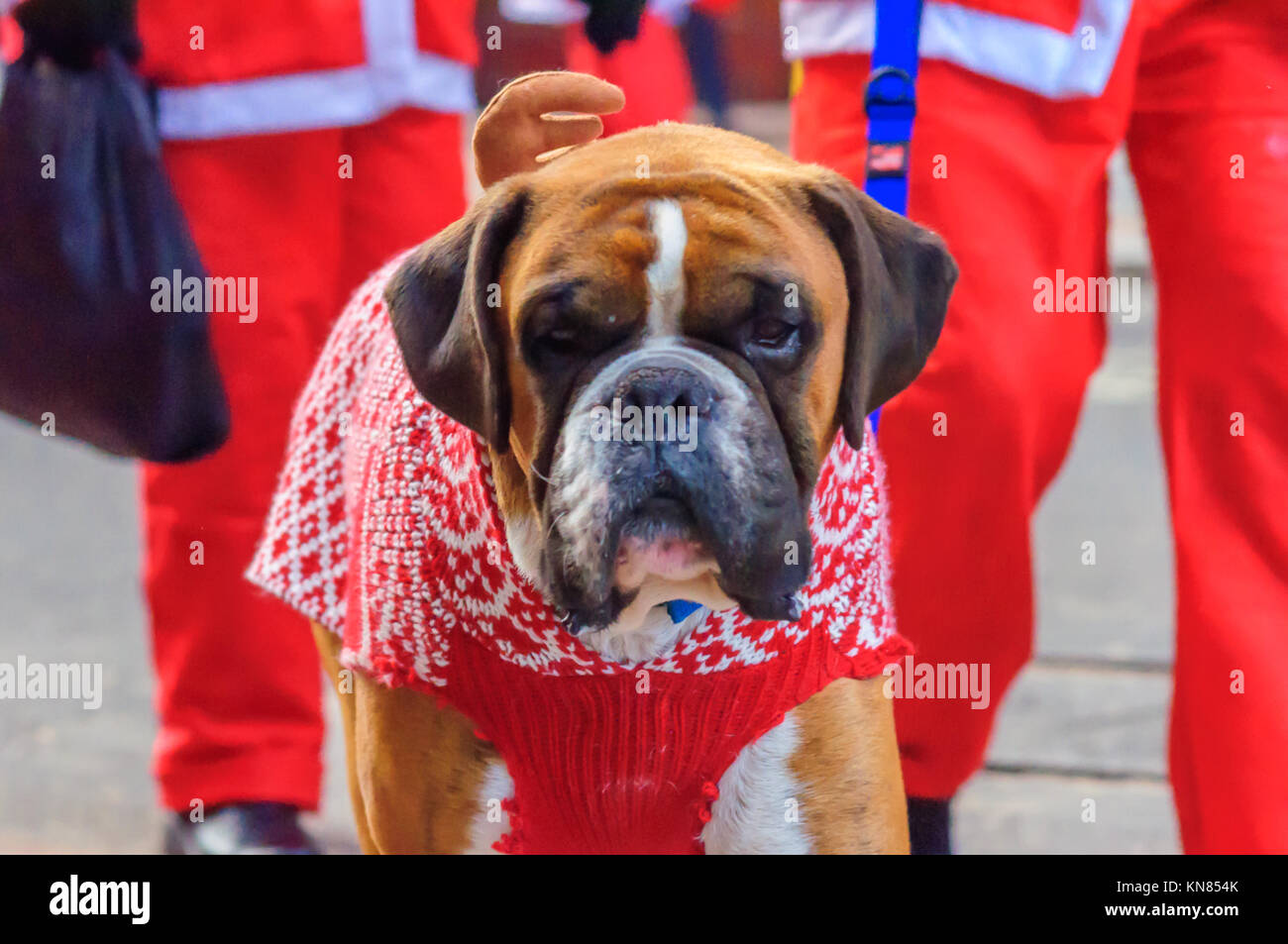 boxer dog dressed up