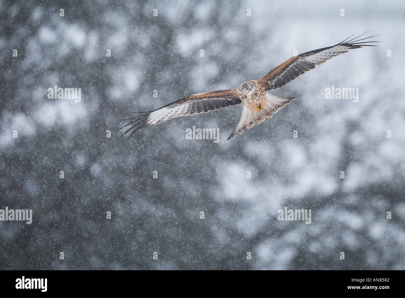Red Kite (Milvus milvus) flying through heavy snowfall. Rhayader, Wales, UK - December Stock Photo