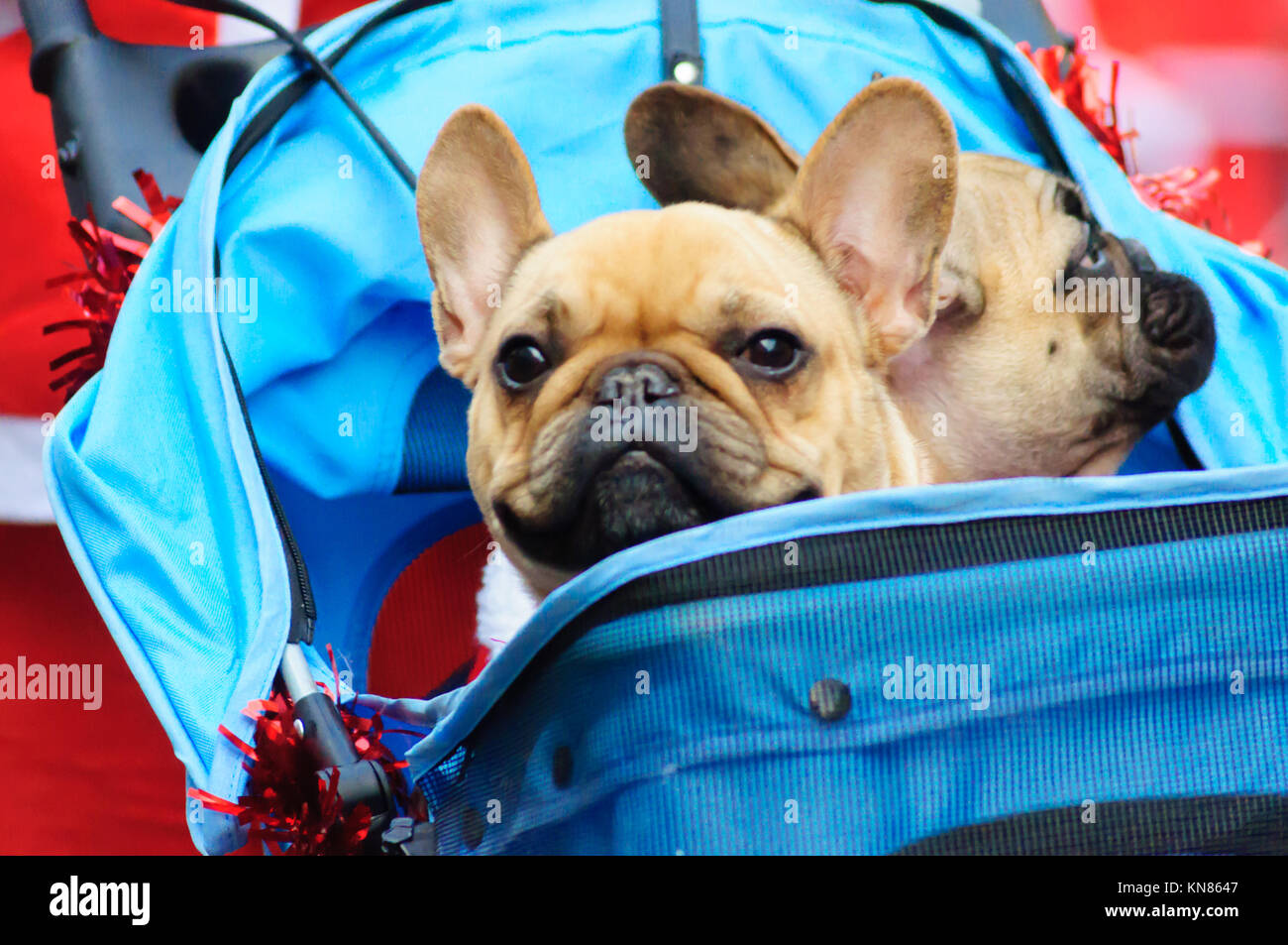 pug pram