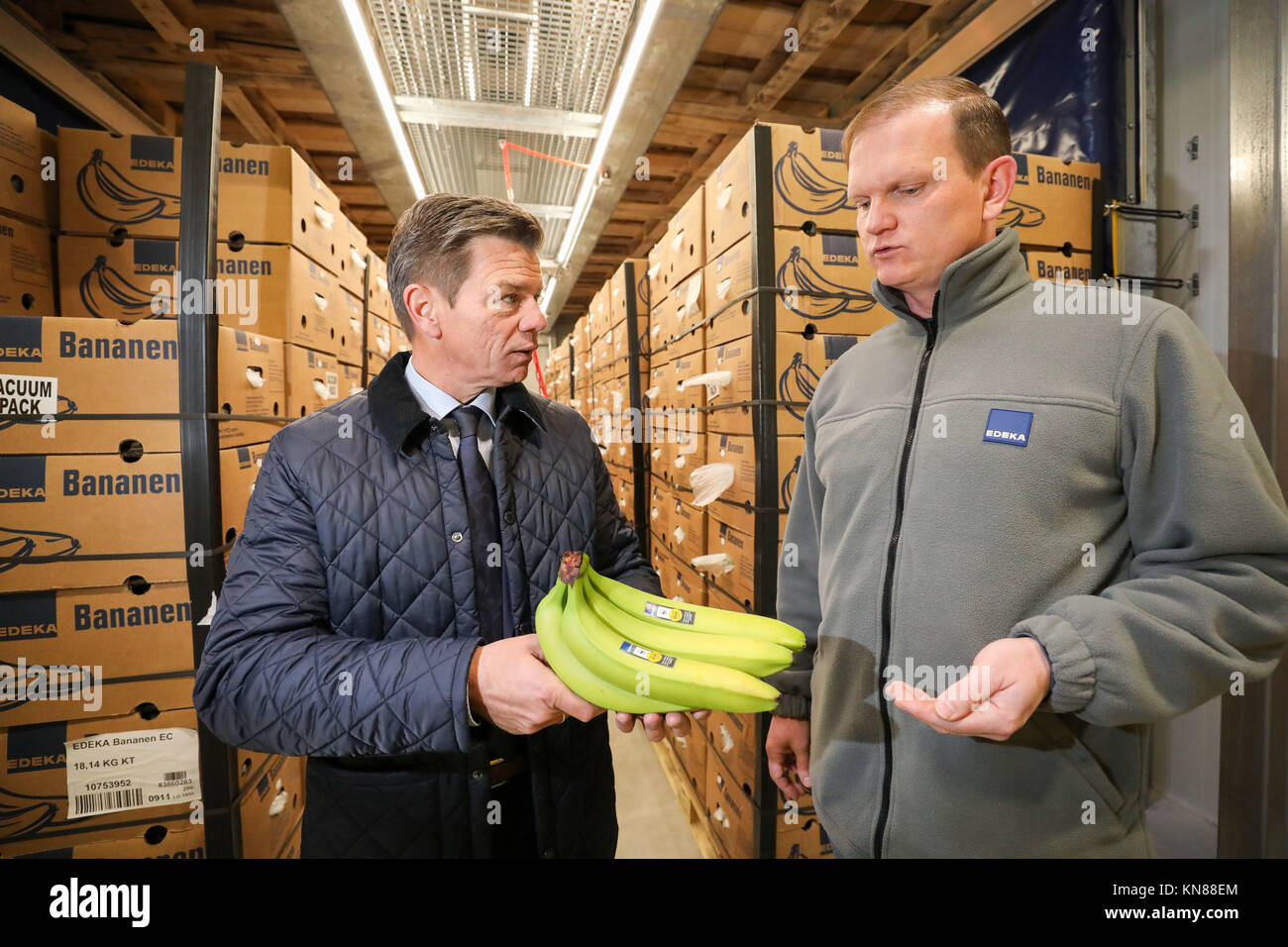Stefan Worm (L), leader of Edeka Fruchtkontor Nord, talks to fruit ripening master Patrick Muenzner about the state of maturity of bananas in a ripening chamber from the new banana ripening store of the provision merchant in Borna, Germany, 15 November 2017. The green fruit ripens here under supervision for several days before they hit the shelves. The banana is a decisive economic factor: about 10 percent of Edeka's sales revenues is generated through bananas and pineapples. The banana is Germany's second favourite fruit after apples. The average German household buys an average of 16.64 kilo Stock Photo