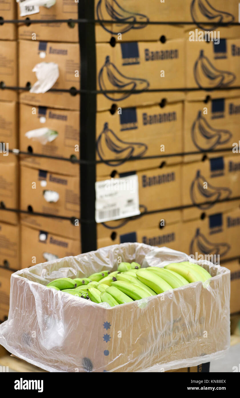 A box of bananas stands in the ripening chamber in the new banana