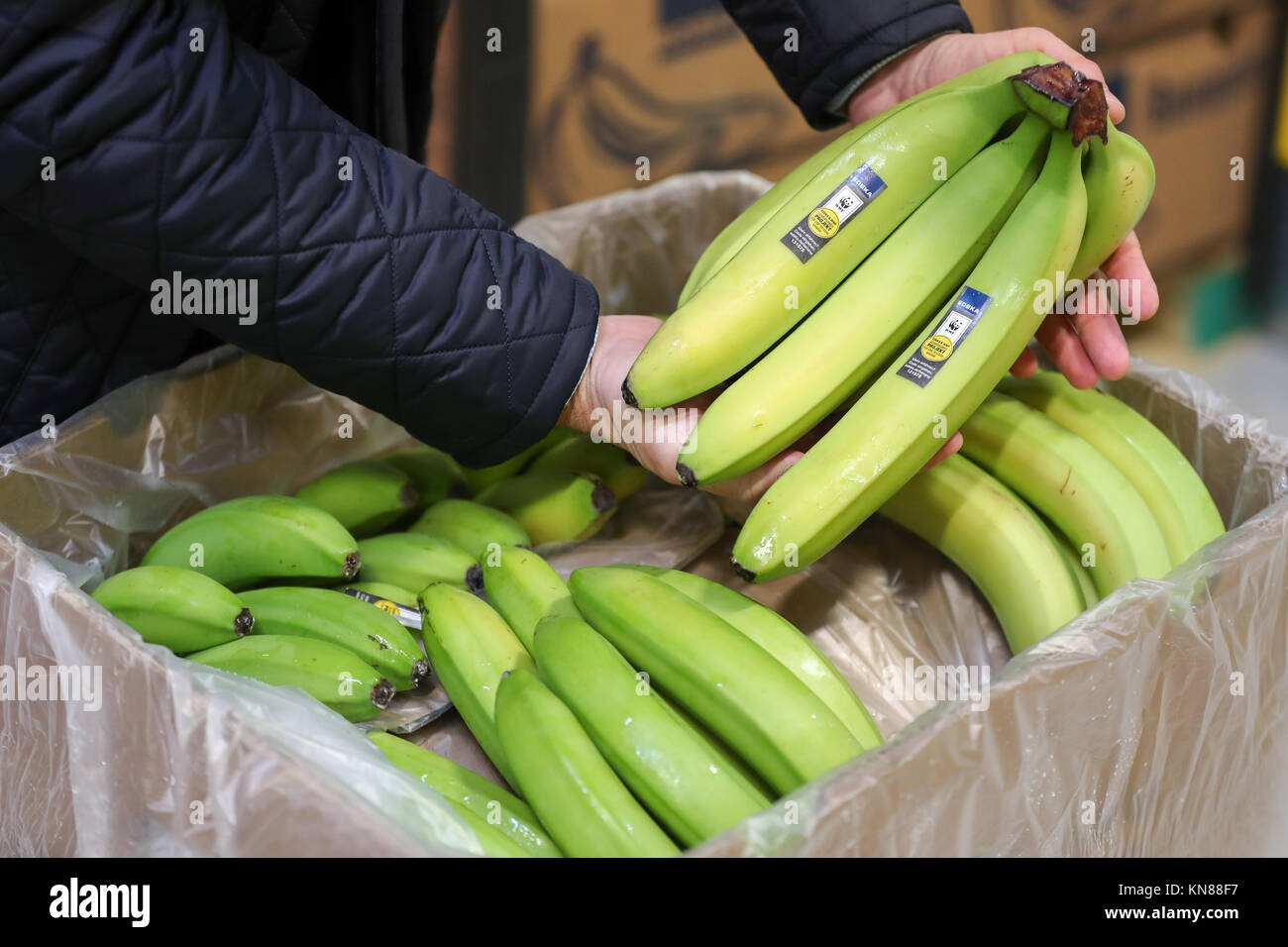 Stefan Worm, leader of Edeka Fruchtkontor Nord, presents ripened bananas in a ripening chamber from the new banana ripening store of the provision merchant in Borna, Germany, 15 November 2017. The green fruit ripens here under supervision for several days before they hit the shelves. The banana is a decisive economic factor: about 10 percent of Edeka's sales revenues is generated through bananas and pineapples. The banana is Germany's second favourite fruit after apples. The average German household buys an average of 16.64 kilograms of bananas according to the consumer research organization. Stock Photo