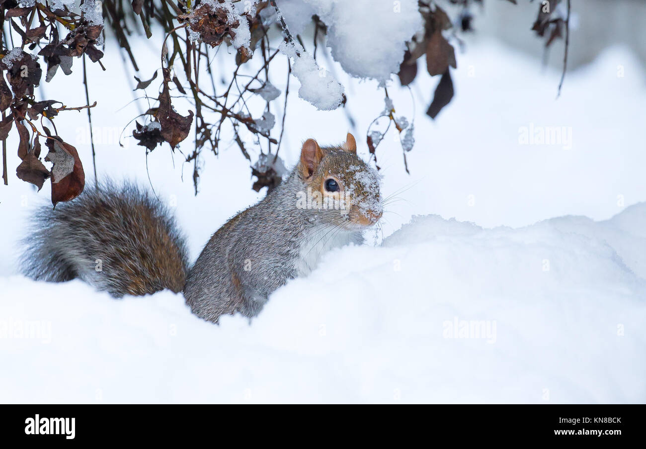 Kidderminster, UK. 11th December, 2017. UK weather: winter snow still causing problems for travellers around Worcestershire and particularly for this confused UK grey squirrel (Sciurus carolinensis) sitting isolated in the middle of a garden snow drift. Credit: Lee Hudson/Alamy Live News Stock Photo