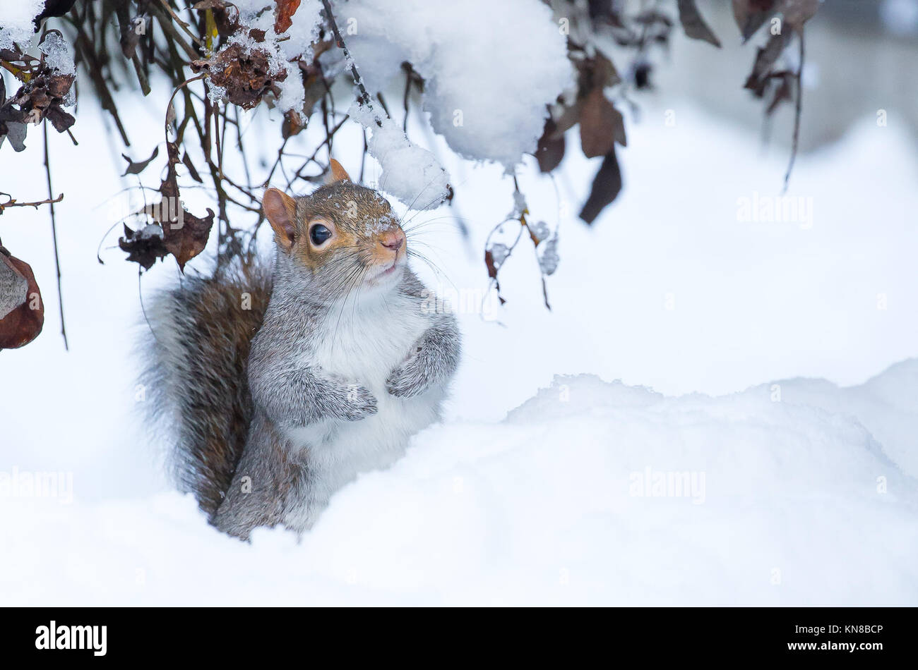 Kidderminster, UK. 11th December, 2017. UK weather: winter snow still causing disruption around Worcestershire and particularly for this confused wild grey squirrel (Sciurus carolinensis) sitting isolated in the middle of a UK garden snow drift. Credit: Lee Hudson/Alamy Live News Stock Photo
