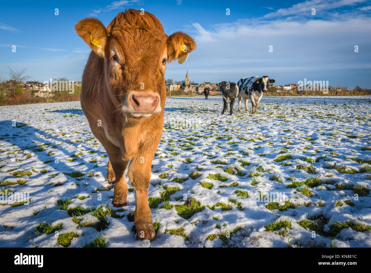 Malmesbury, UK. 11th Dec, 2017.  UK Weather - After the previous days heavy snowfall, a herd of cows enjoy a brief spell of sunshine in the fields surrounding the Wiltshire hillside town of Malmesbury. Credit: Terry Mathews/Alamy Live News Stock Photo