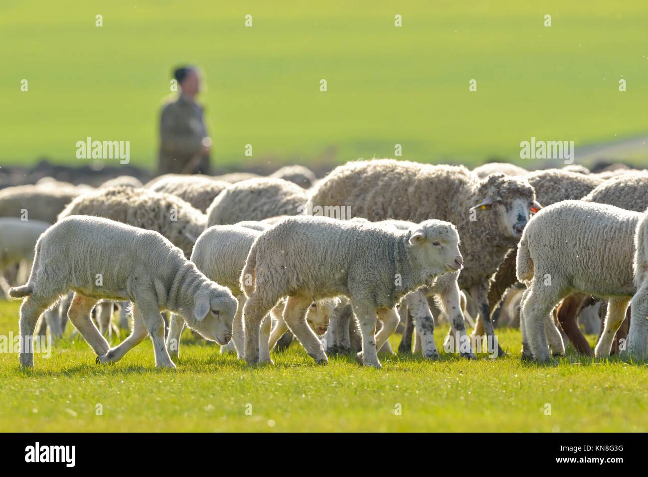 A shepherd is leading his flock on field Stock Photo - Alamy