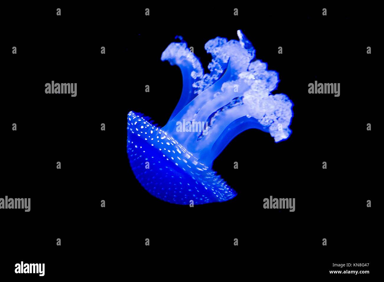 Beautiful white and blue jellyfish in the water on black and blue background in Lisbon aquarium, Portugal. Stock Photo