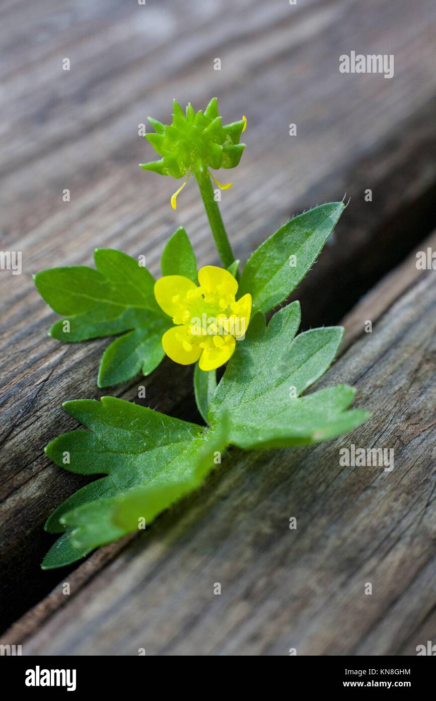 Little wild plant over wooden weathered background. Macro shot. Stock Photo