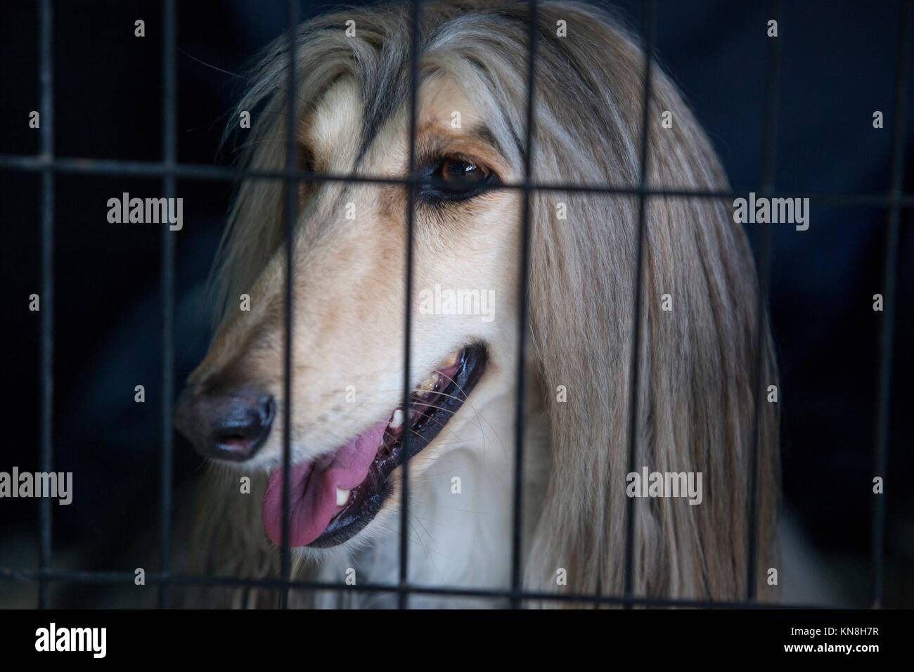 Portrait of Afghan Hound at dog crate looking out. Stock Photo