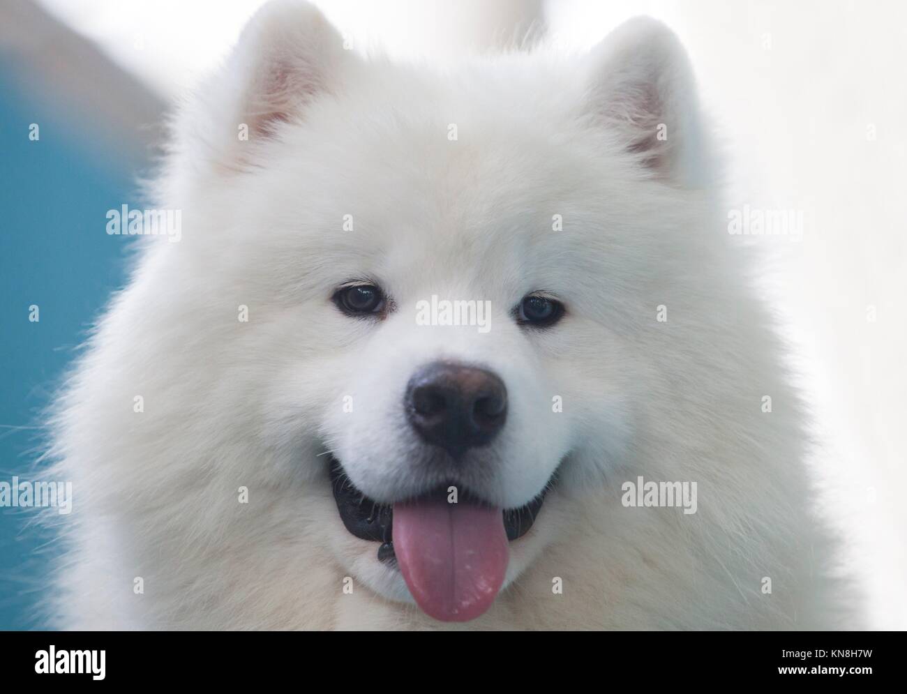 Portrait of Smiling Sammy dog isolated over blue background Stock