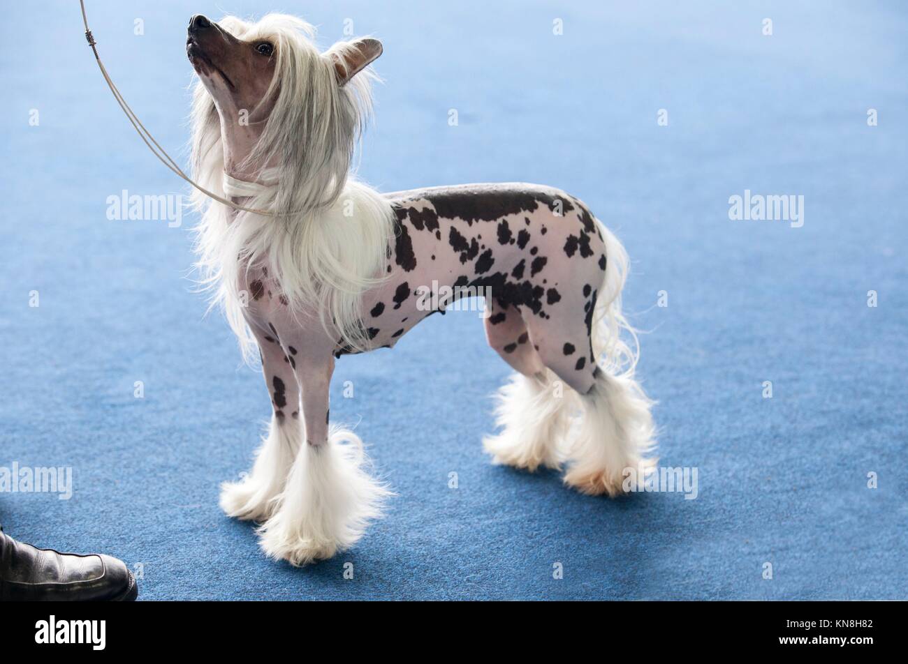 Portrait of young chinese crested dog looking up. Stock Photo