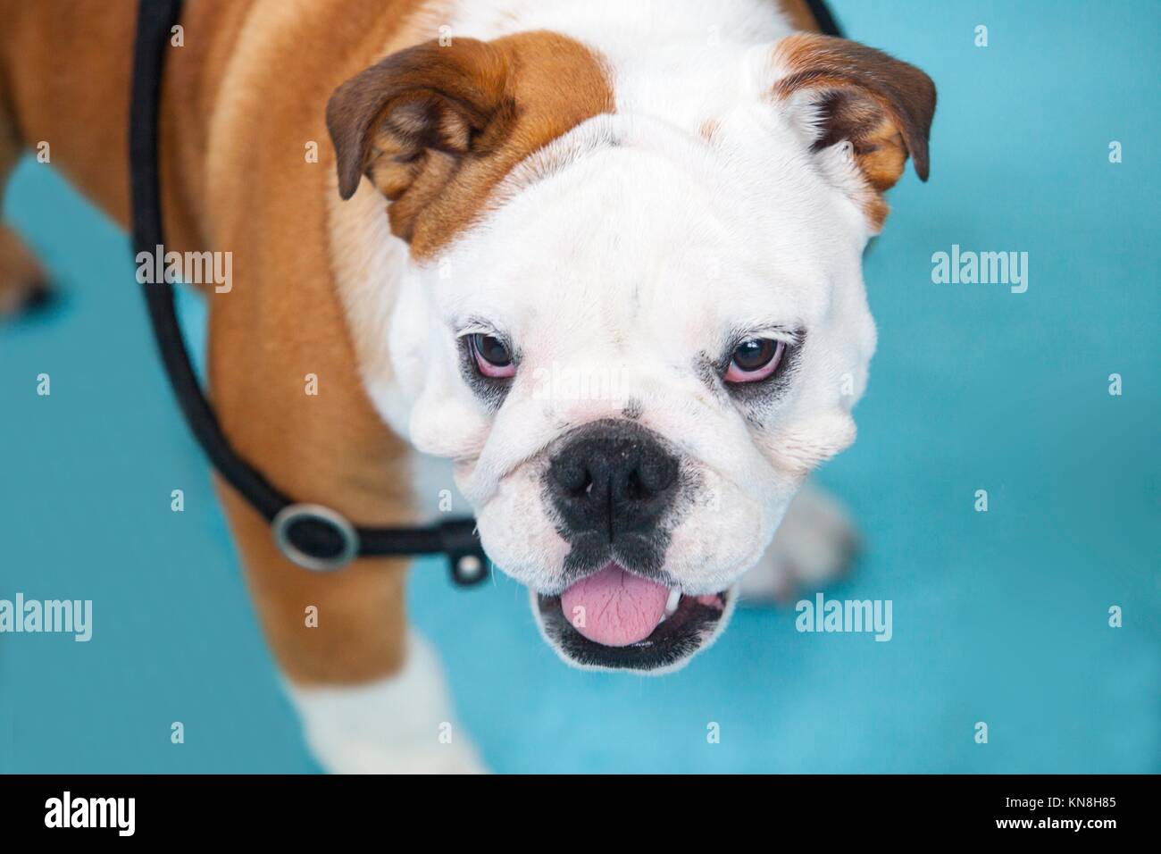 British Bulldog under the care of its owner before the exhibition contest. Stock Photo