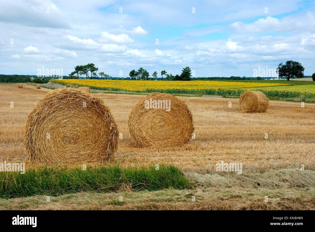 Round straw bales in harvested fields in Charentes in France Stock ...