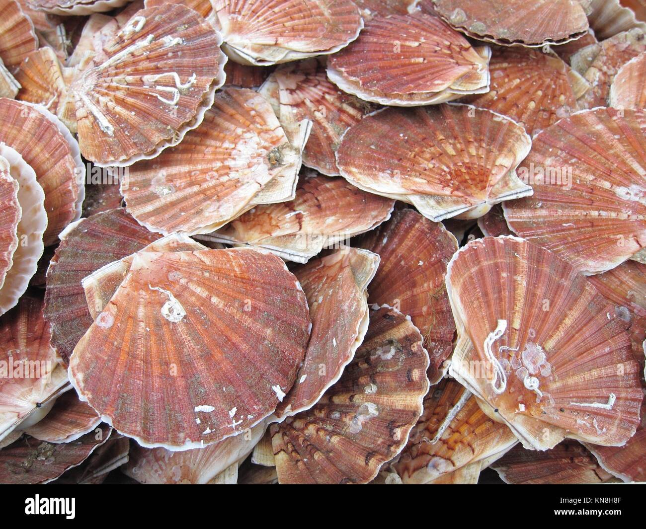 Scallop in Normandy in France Stock Photo Alamy