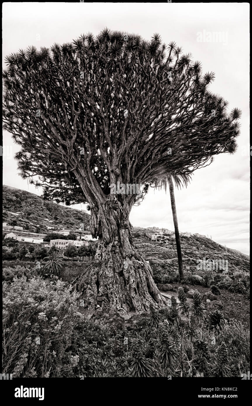 Drago Milenario, the most famous dragon tree (Dracaena draco) at Canary islands, 400 years old, at village Icod de los Vinos, Tenerife islands Stock Photo