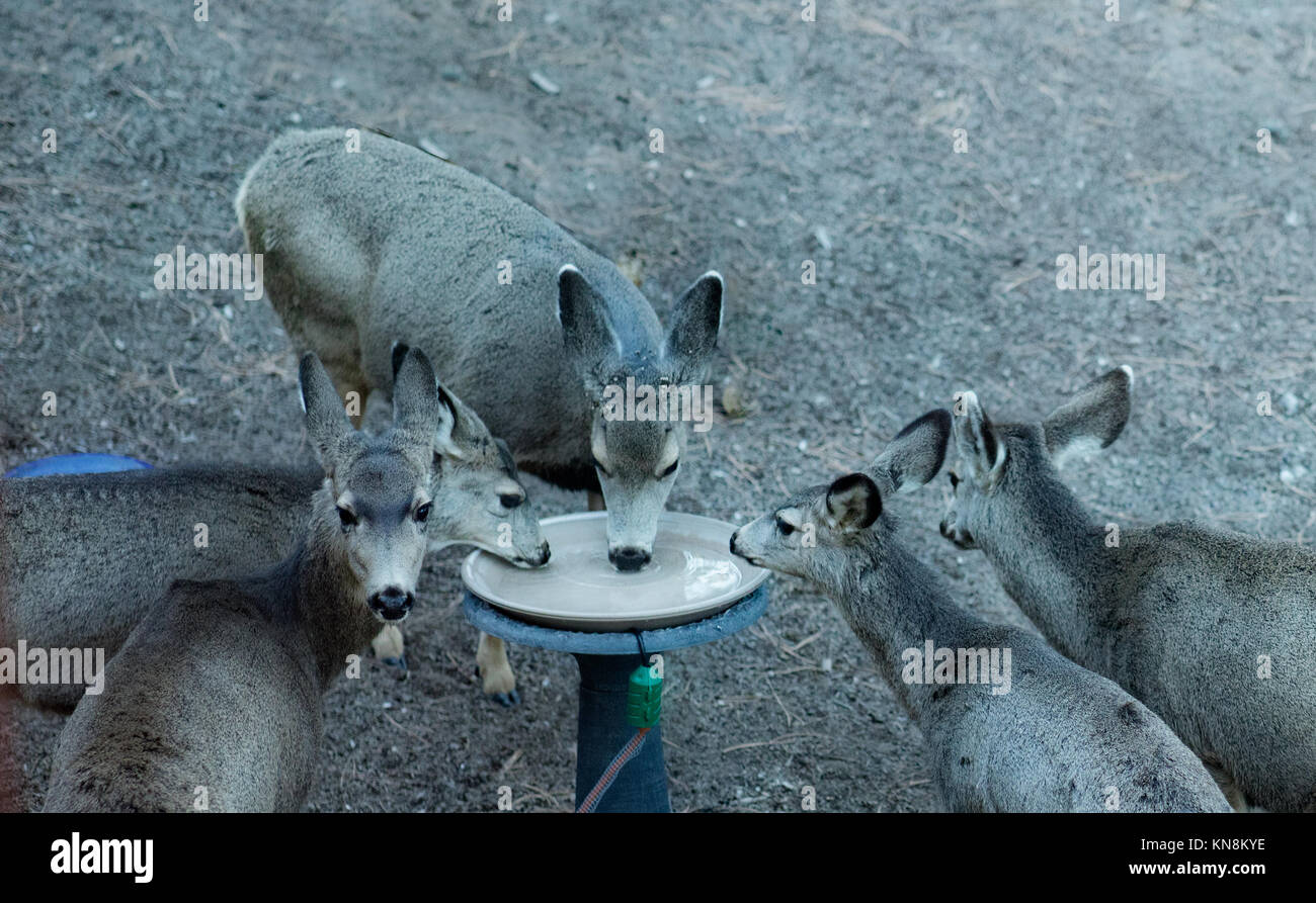 At the water cooler Stock Photo Alamy