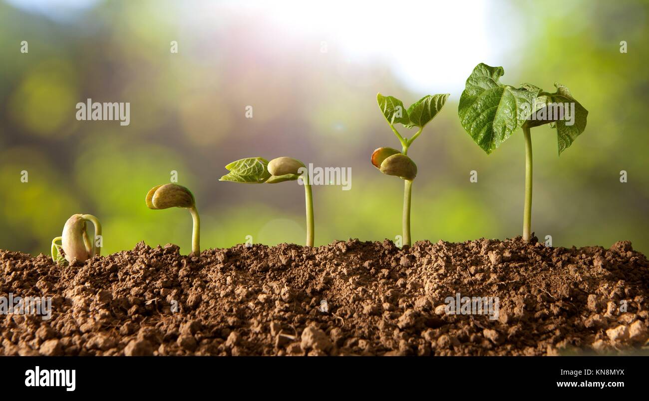 Bean Seed Germination