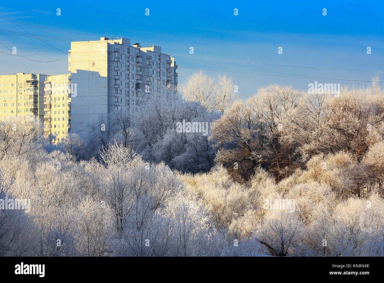 Trees with hoarfrost winter forest white snow blue sky. Stock Photo