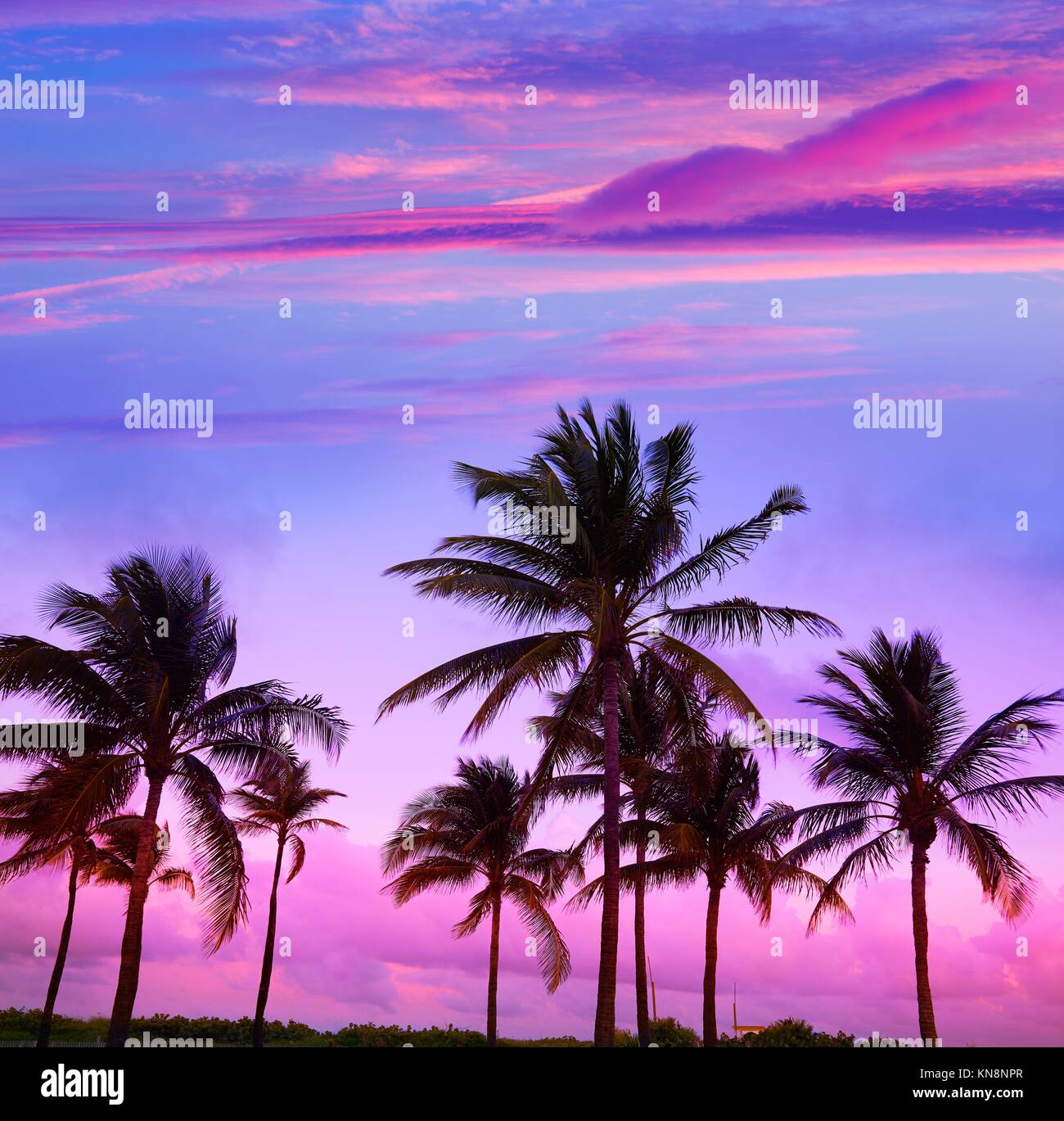 Miami Beach South Beach sunset palm trees in Ocean Drive Florida. Stock Photo