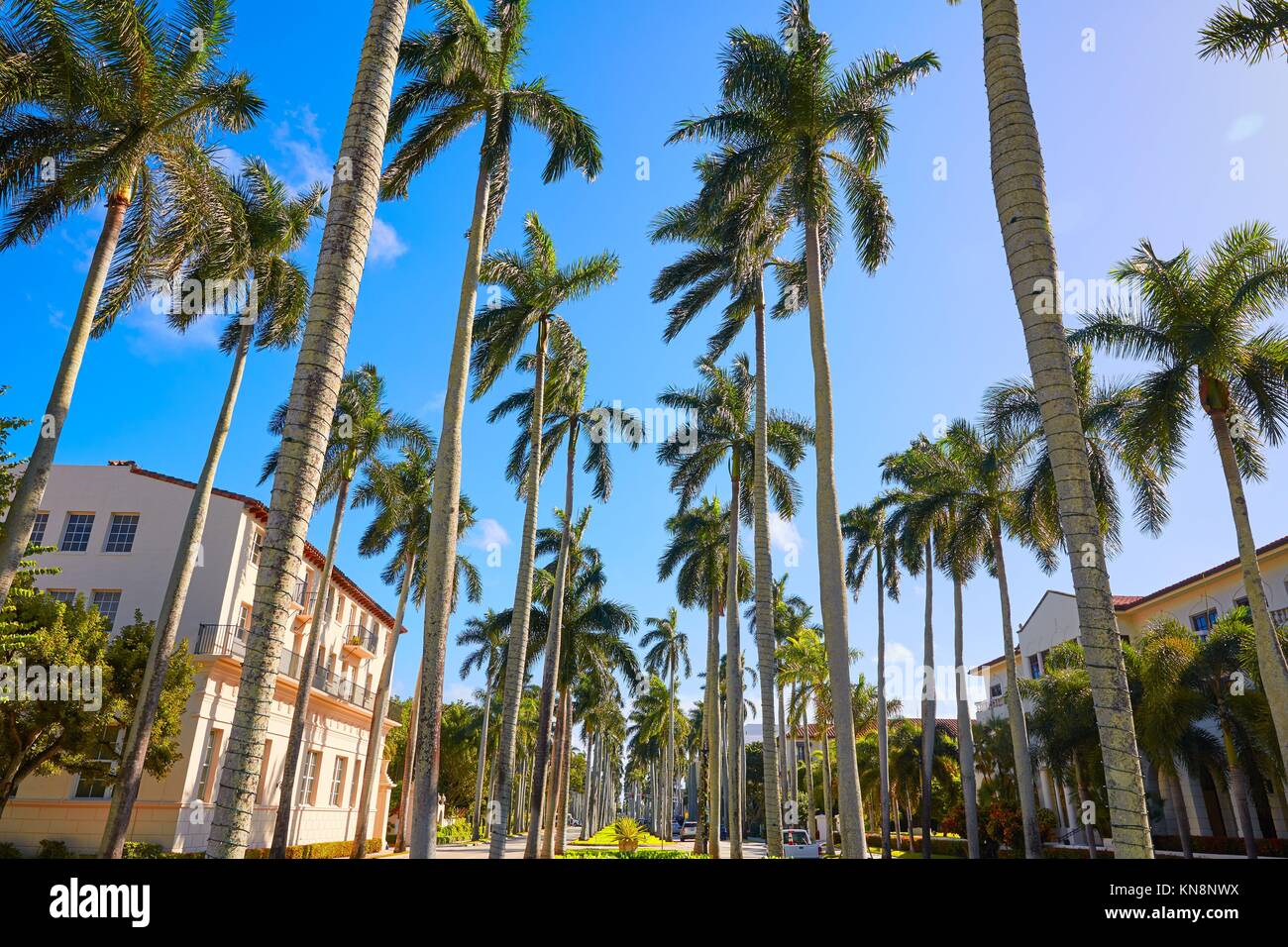 Palm Beach royal Palm Way in Florida USA palm trees in a row Stock