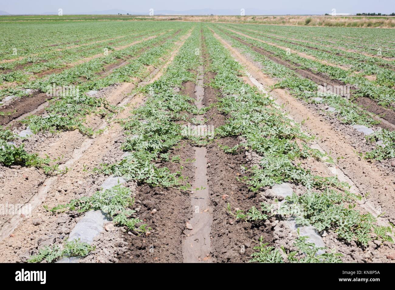 Young watermelon furrows growing at Vegas Altas del Guadiana, Spain. Stock Photo