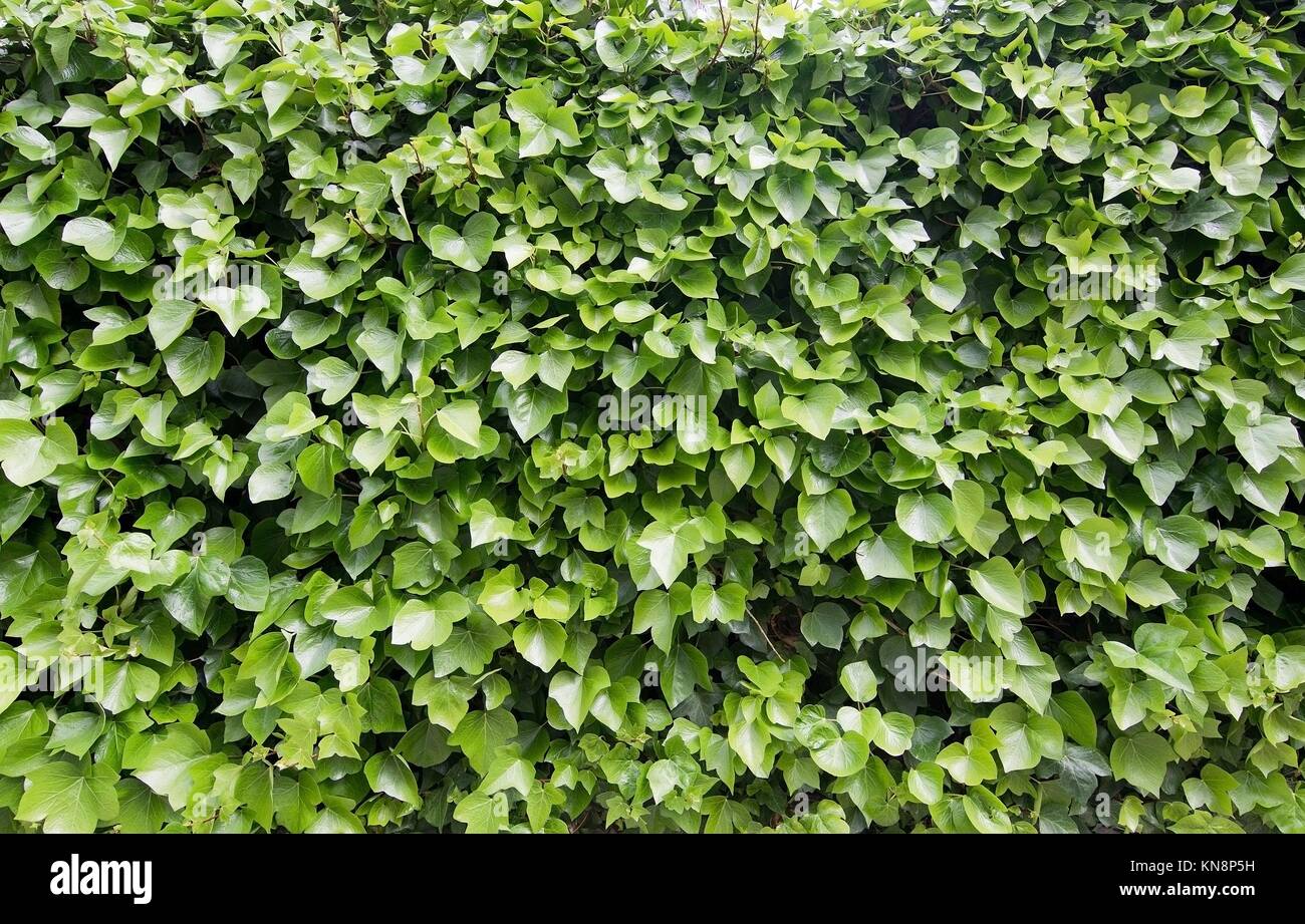 Green vine foliage abstract background wall texture with copy space