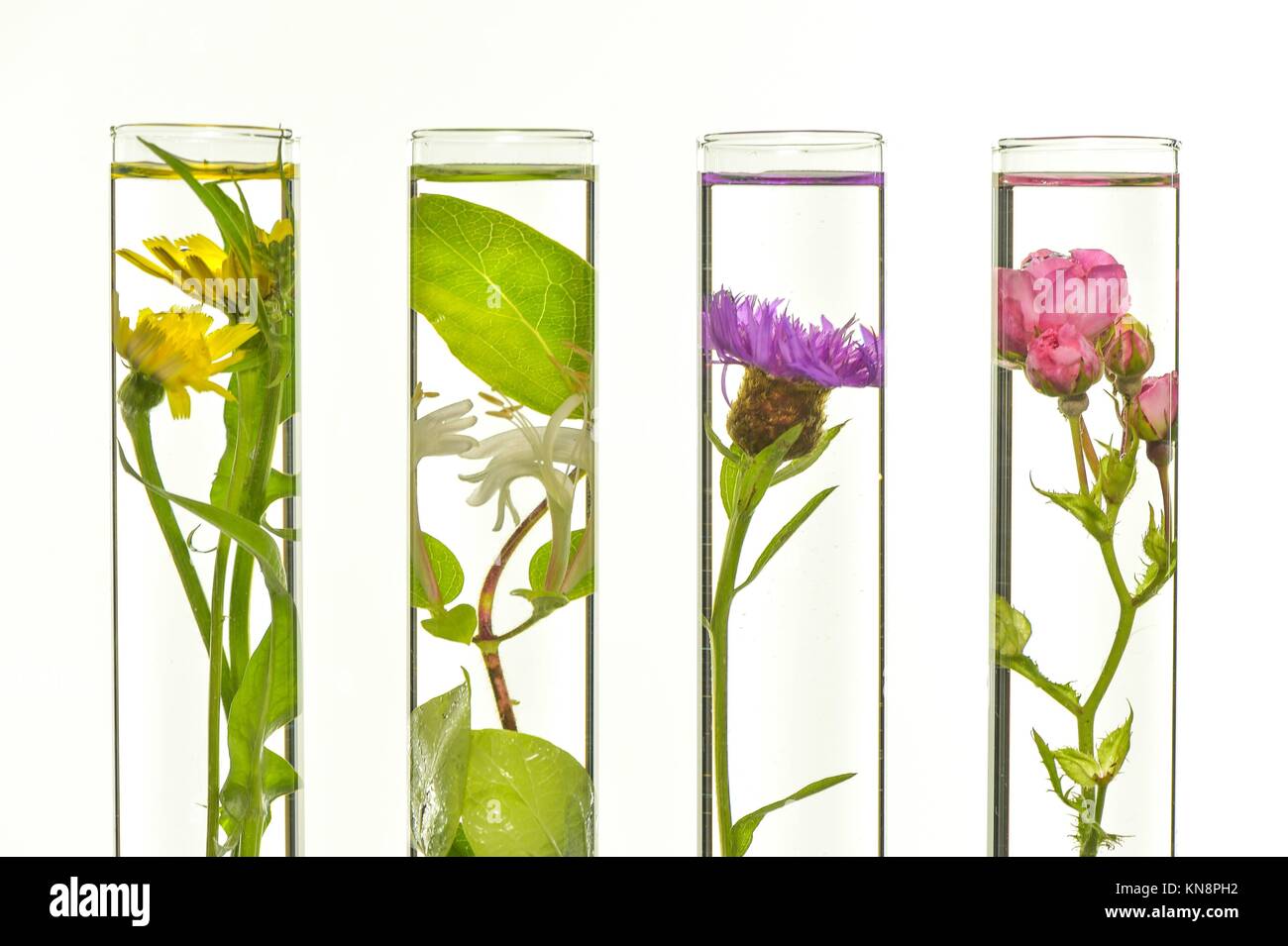 Laboratory, Pink, honeysuckle, thistle and dandelion in test tubes