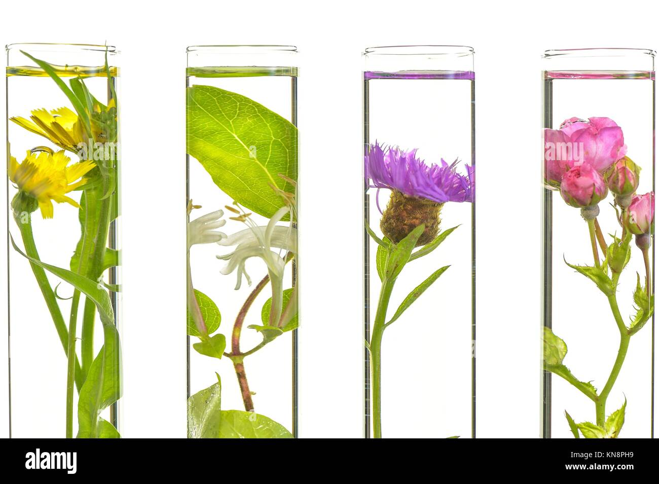 Laboratory, Pink, honeysuckle, thistle and dandelion in test tubes
