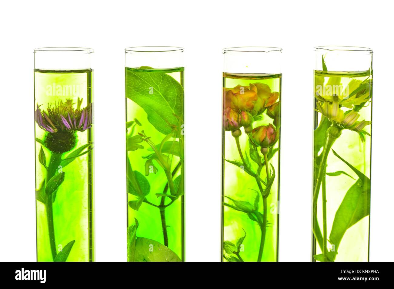 Laboratory, Pink, honeysuckle, thistle and dandelion in test tubes