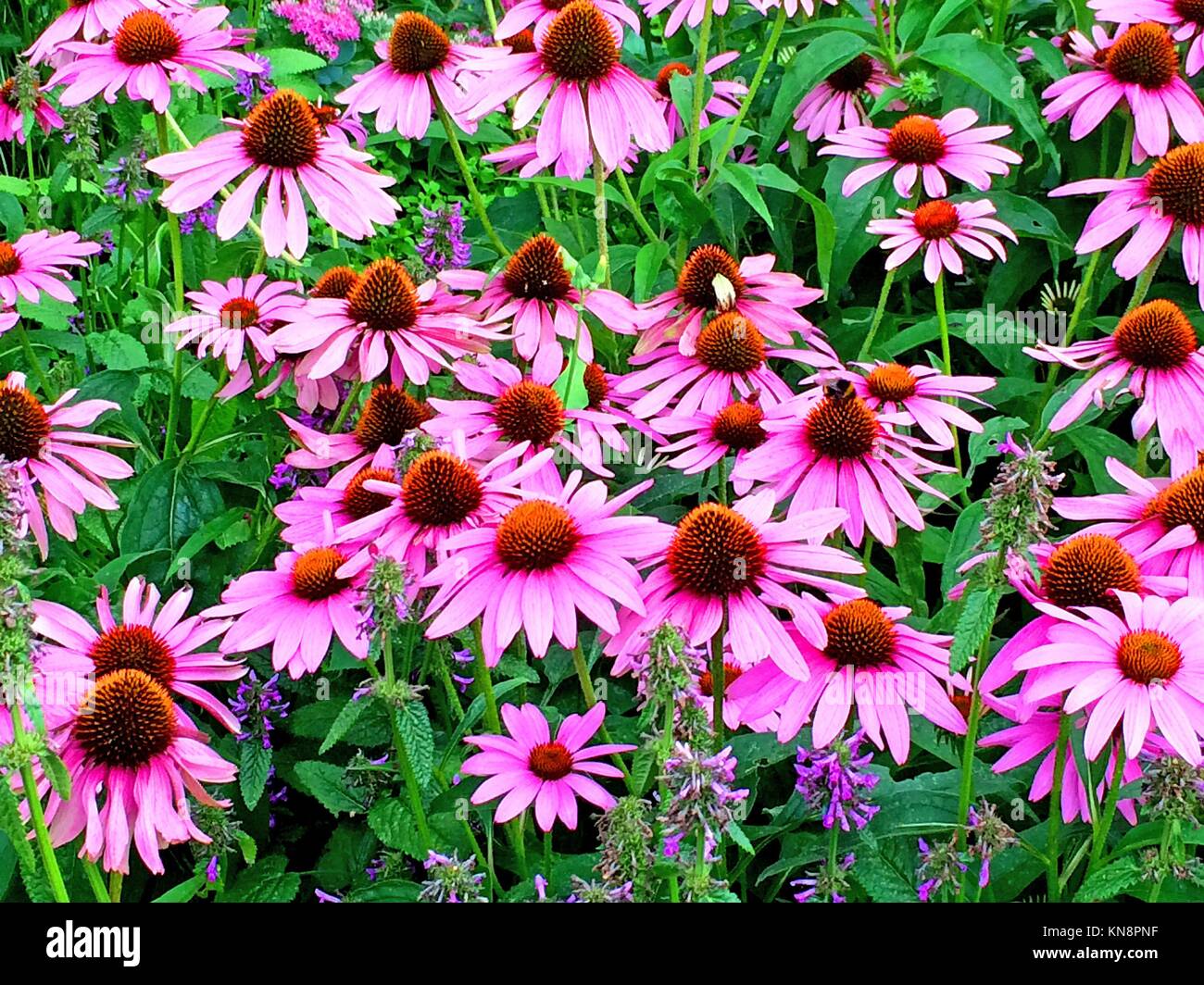 cone flower, Echinacea purpurea Stock Photo Alamy