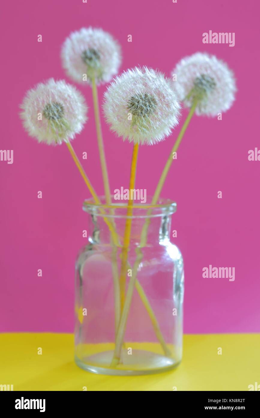 Bouquet of dandelions in vase on pink background Stock Photo - Alamy