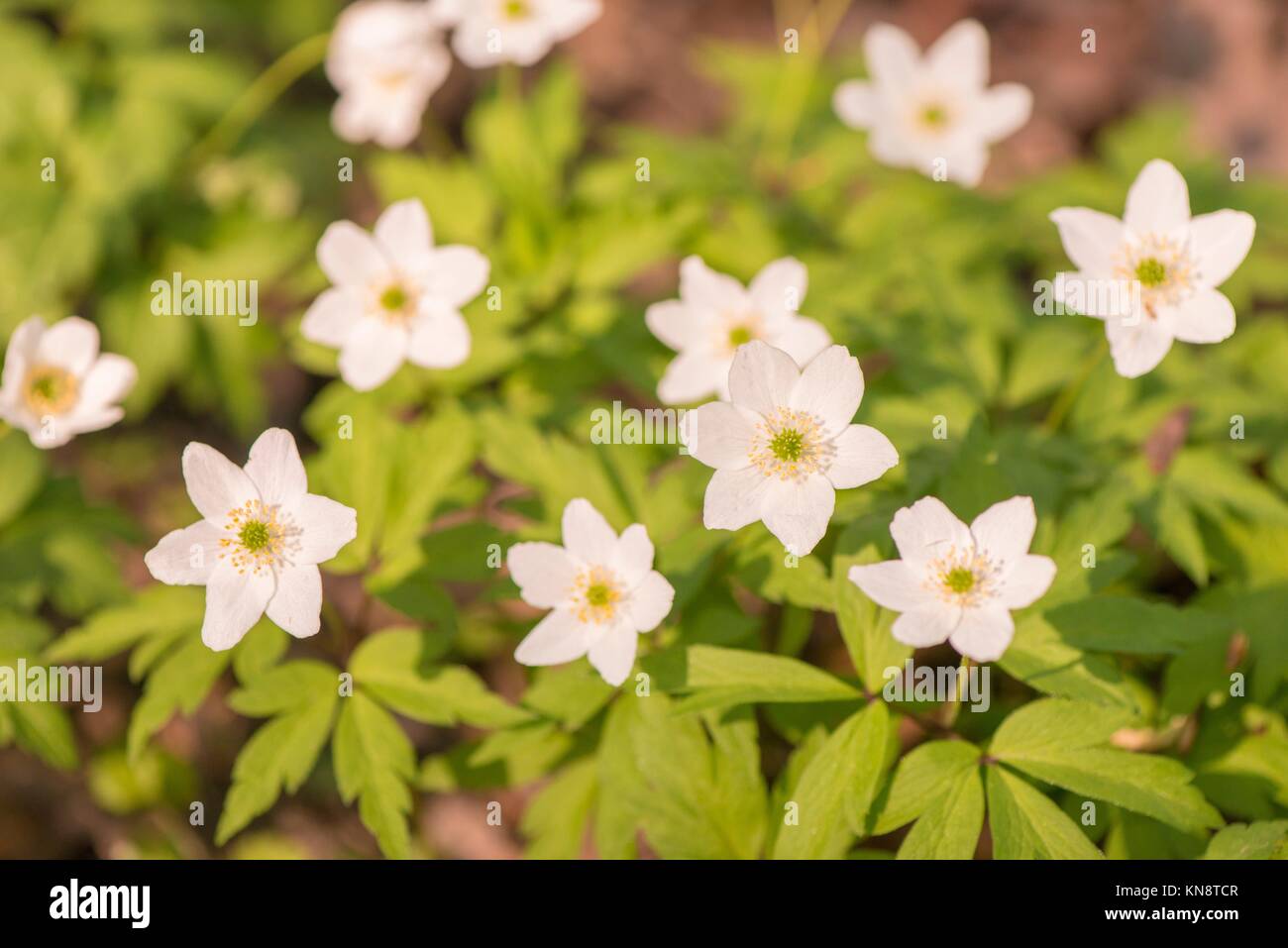 Wood anemones in forest, white springtime flowers. Close-up of nature detail. Concept of new life, wonders of nature, growth and vitality. Stock Photo