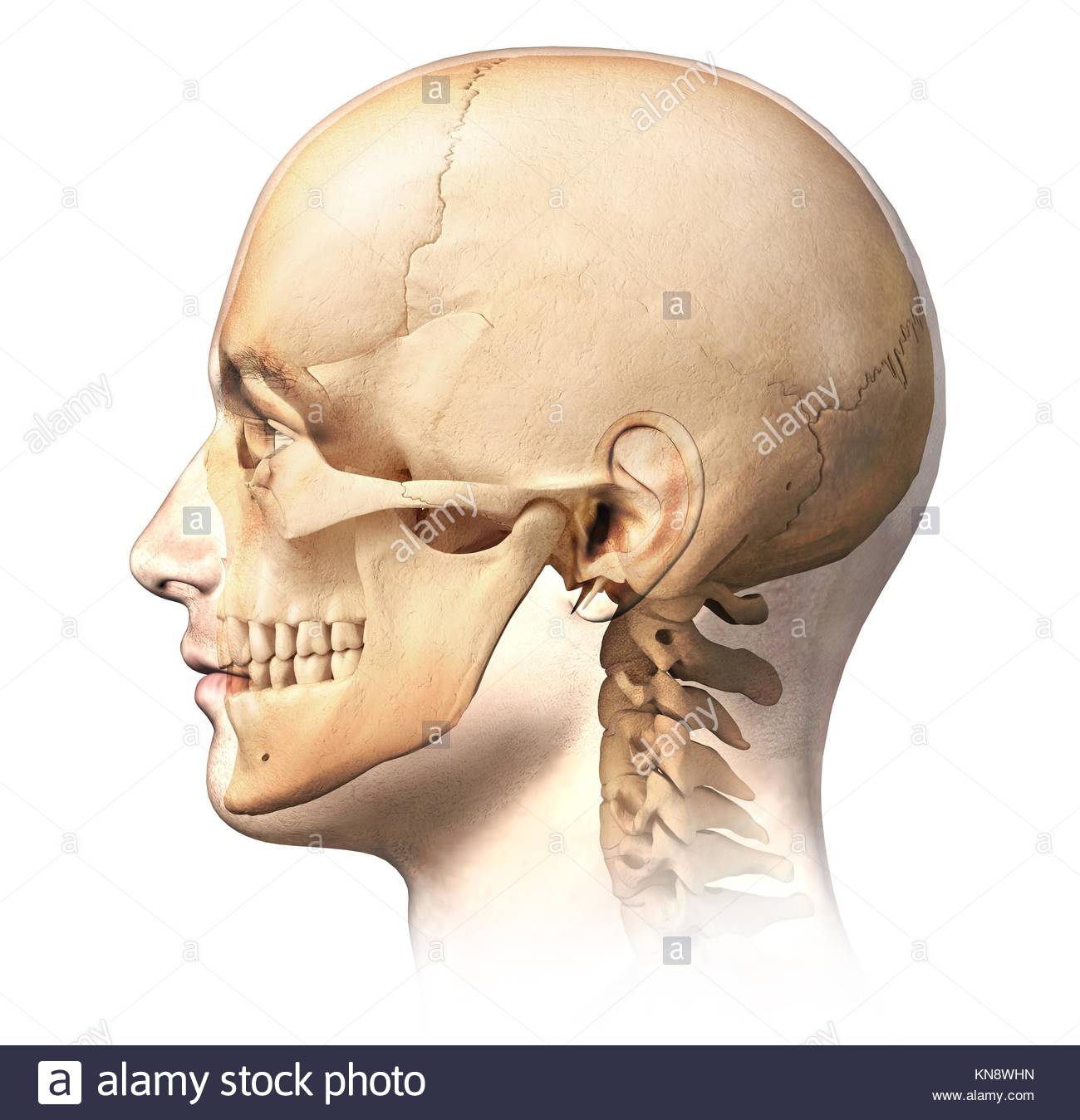 Anatomy Human Skull Side View Stock Photos & Anatomy Human Skull Side ...