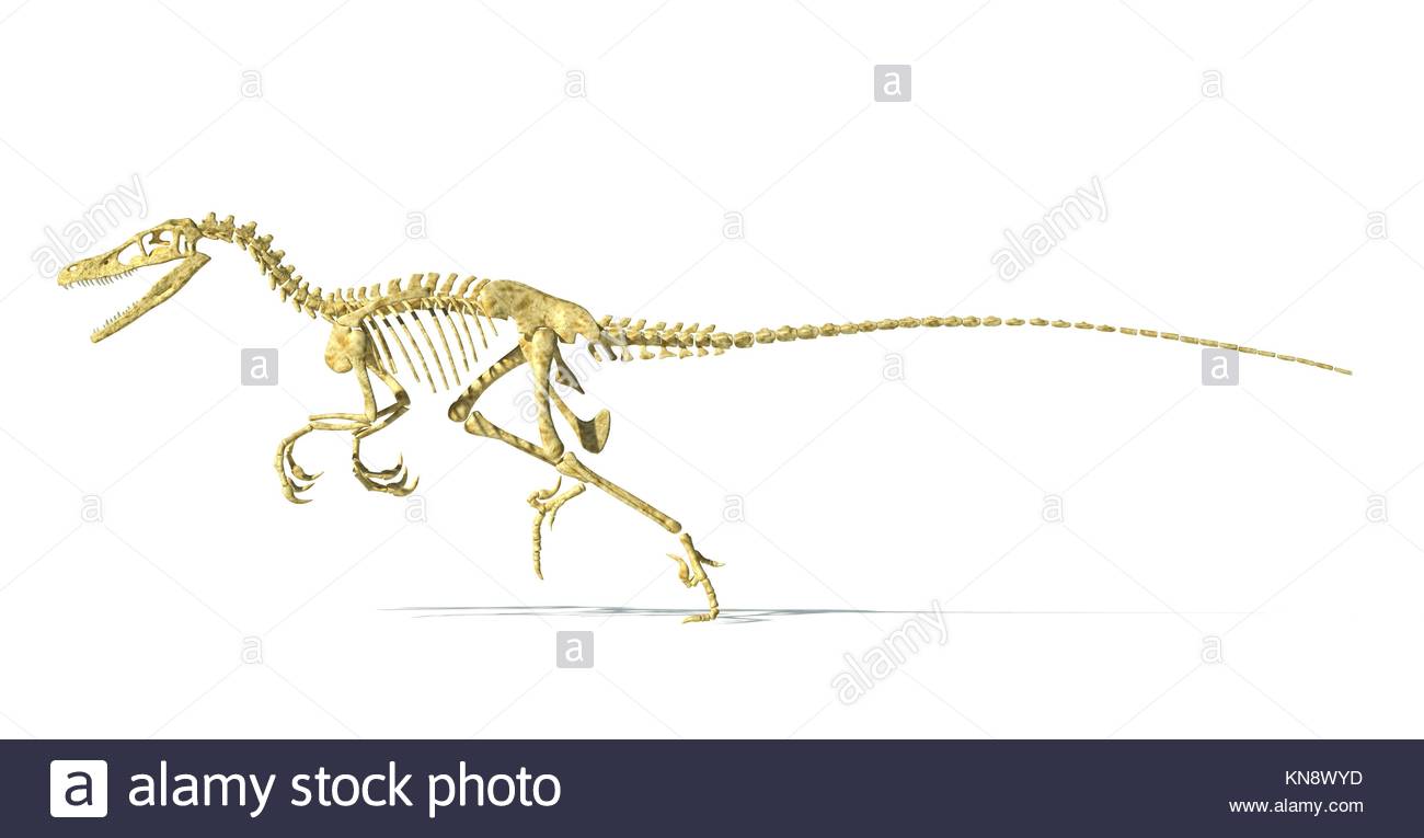 Anatomically Correct Raptor Velociraptor Skeleton Stock Photos & Velociraptor Skeleton Stock Images ...