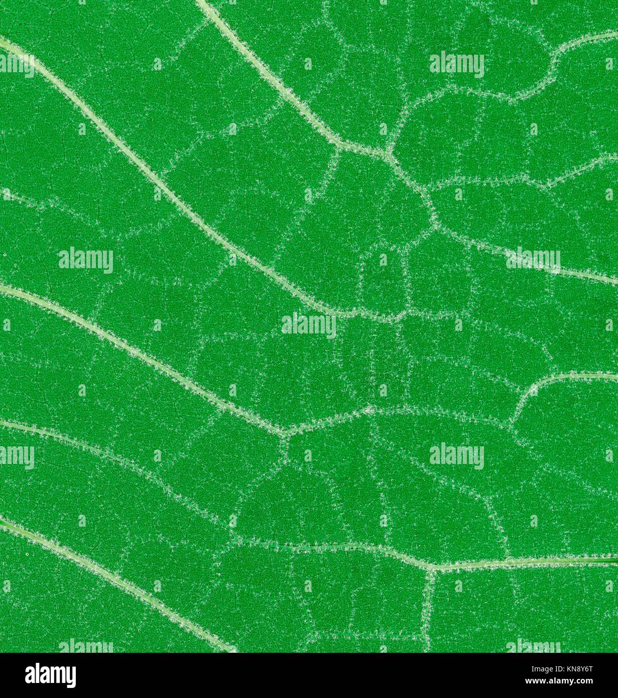 Low Scale Magnification of Green Leaf. Stock Photo